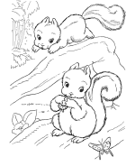 Squirl Coloring Pages