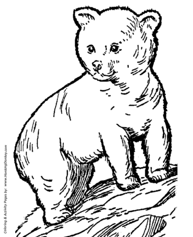 Wild animal coloring page | Young Bear Cub