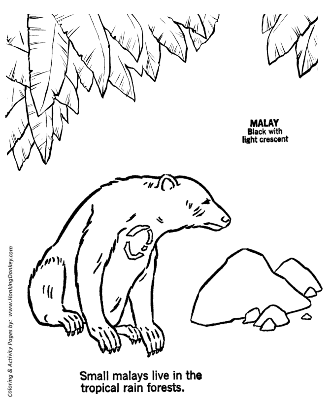 Wild animal coloring page | Malay Bear