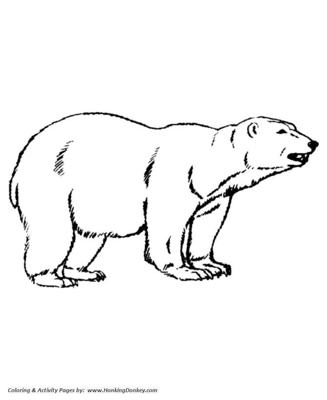 Wild animal coloring page | Polar Bear