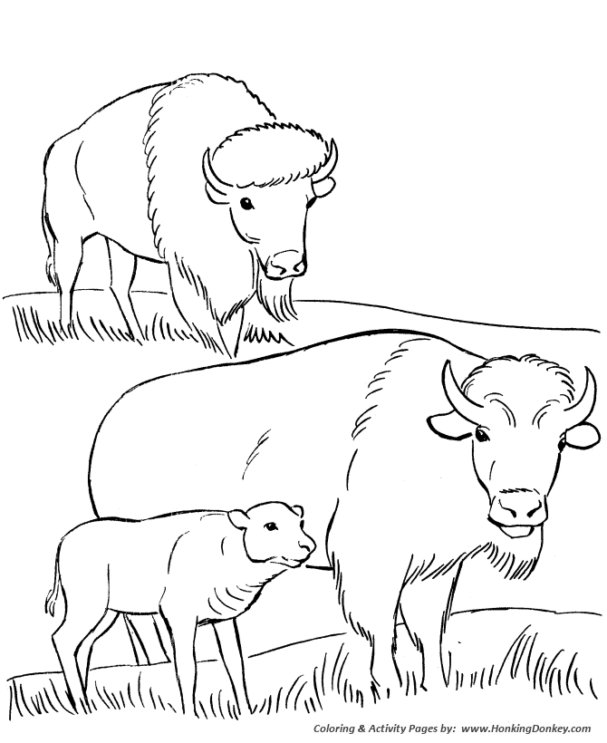 Wild animal coloring page | Bison grazing on the plain Coloring page