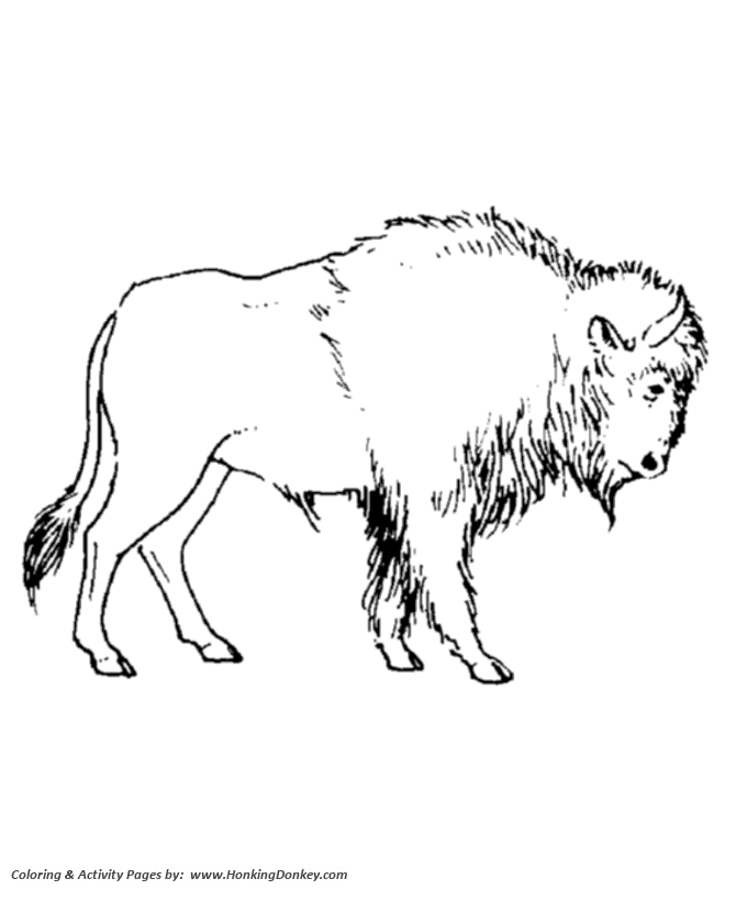 Wild animal coloring page | Large hairy bison Coloring page