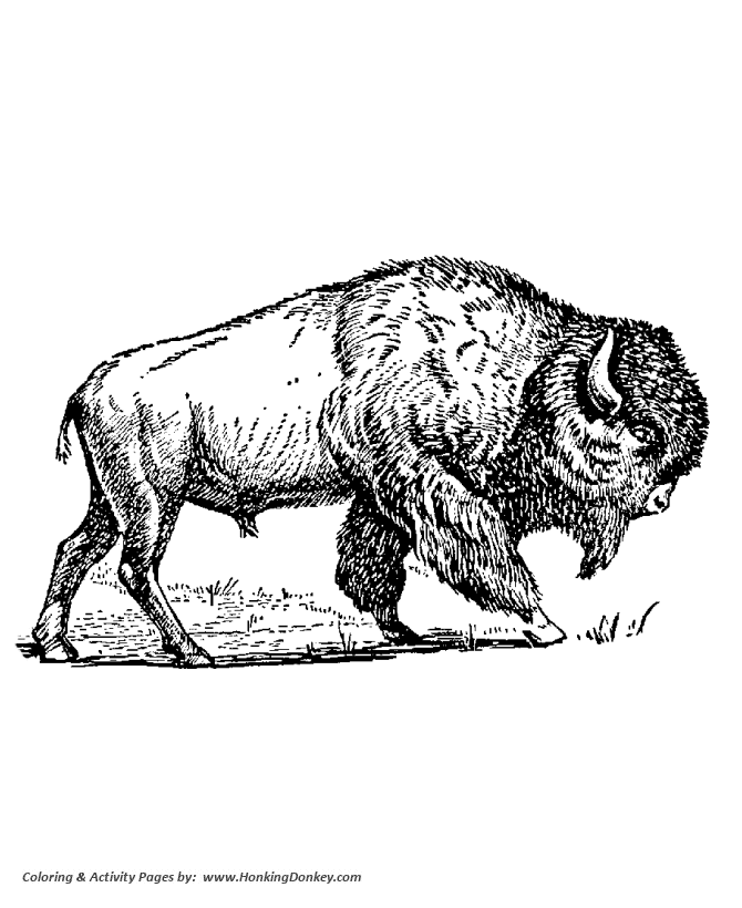 Wild animal coloring page | Big bison picture Coloring page