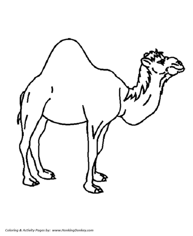 Wild animal coloring page | Single Hump Camel Coloring page