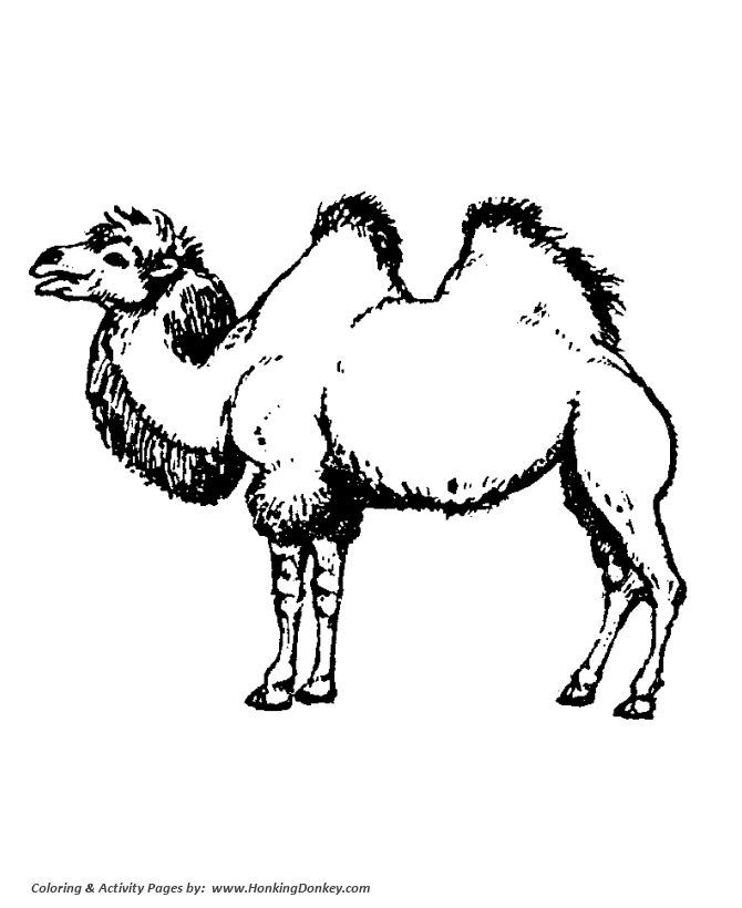 Wild animal coloring page | 2 Hump Camel Coloring page