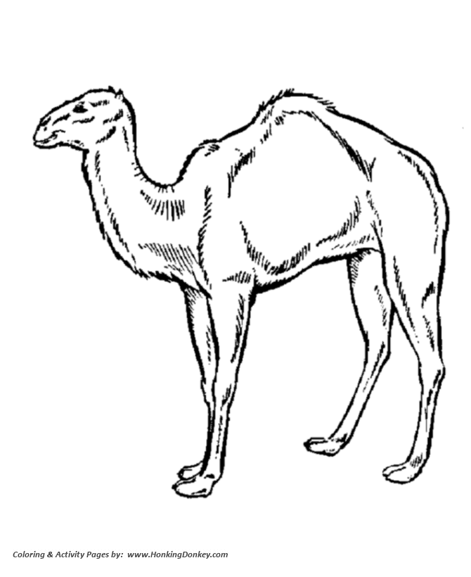 Camel coloring page | Arabian Camel Coloring page