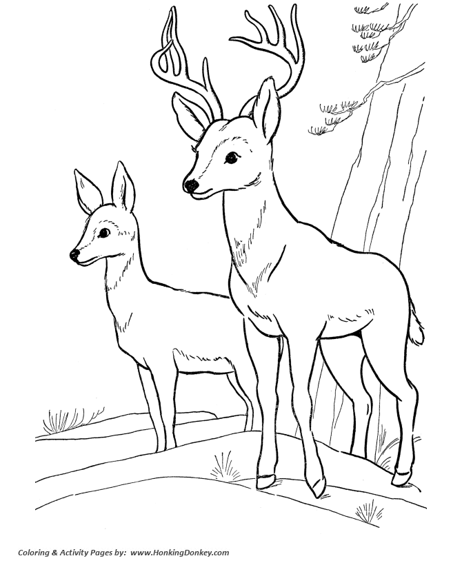 Deer Coloring page | Buck Deer coloring page