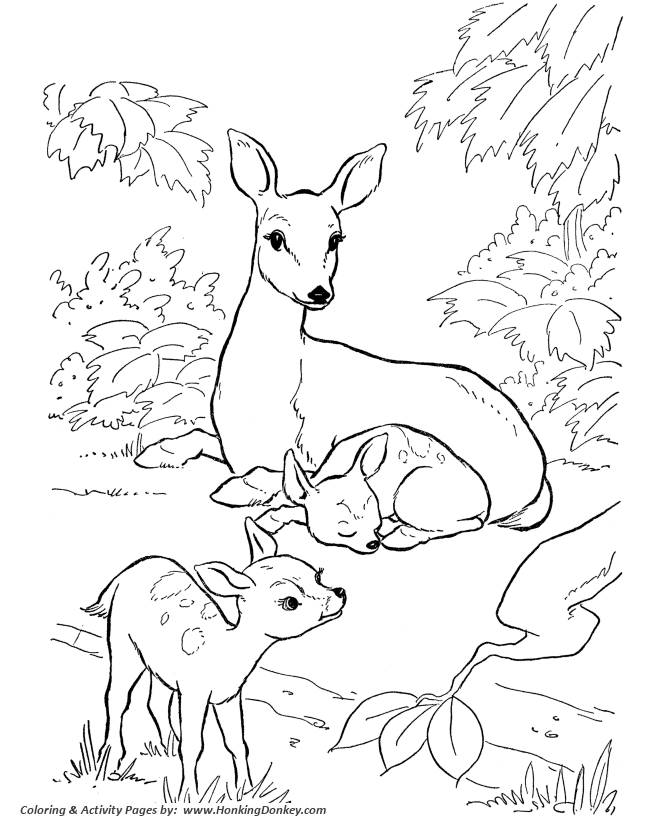 Deer Coloring Page | Wild Animal Doe and Fawn Coloring Pages and Kids