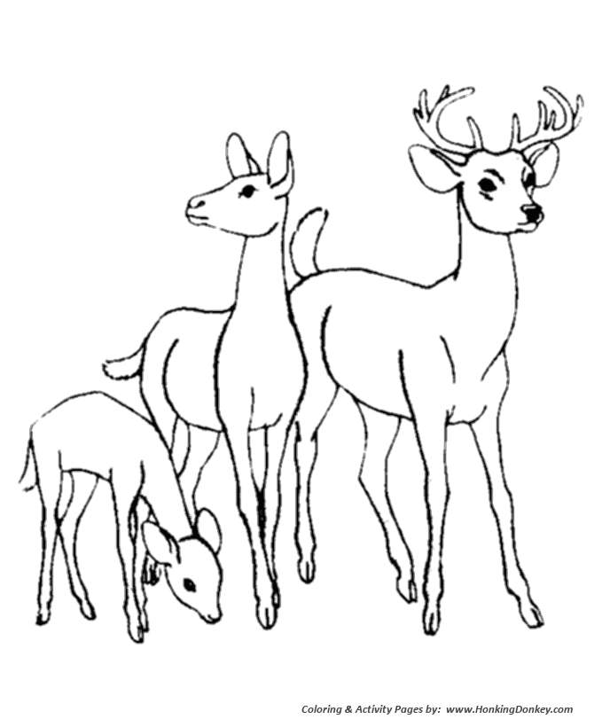 Deer family Coloring Page | Wild Animal Coloring Pages and Kids Activity  sheet | HonkingDonkey