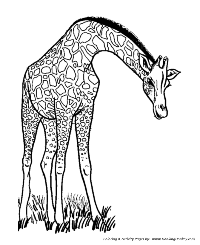 Wild Animal Coloring Pages | Long neck Giraffe eating Coloring Page and