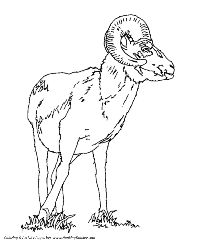 Wild animal coloring page | Large ram horns Goat Coloring page