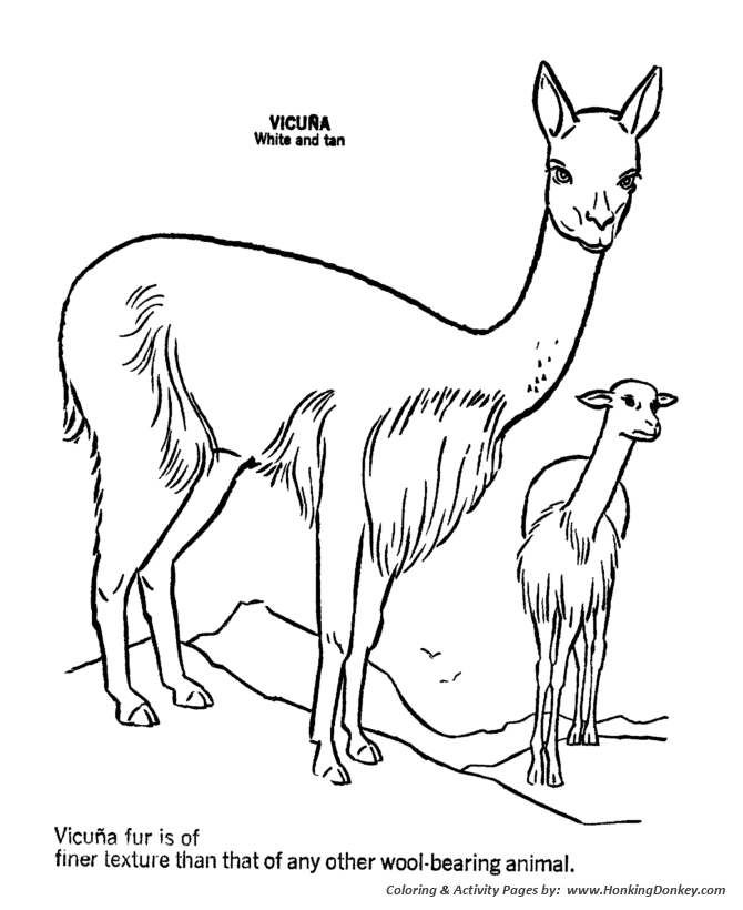 Wild animal coloring page | Vicuna Coloring page