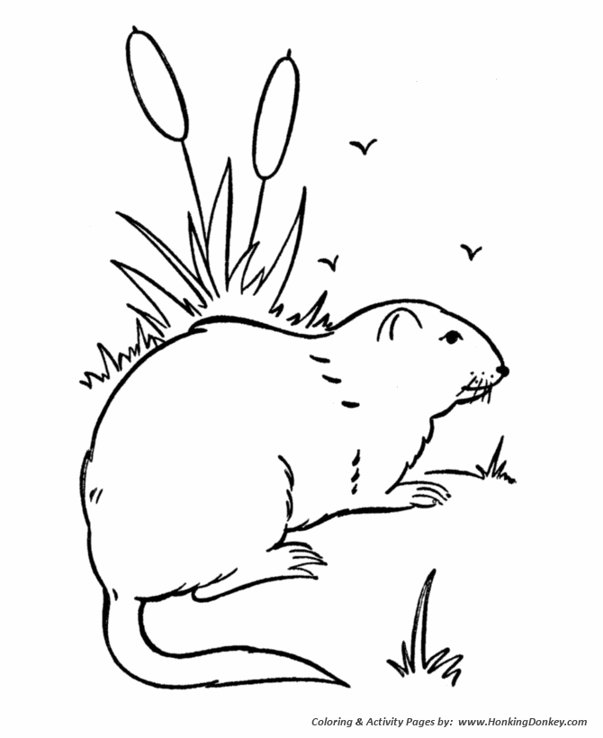 Wild animal coloring page | Groundhog Coloring page