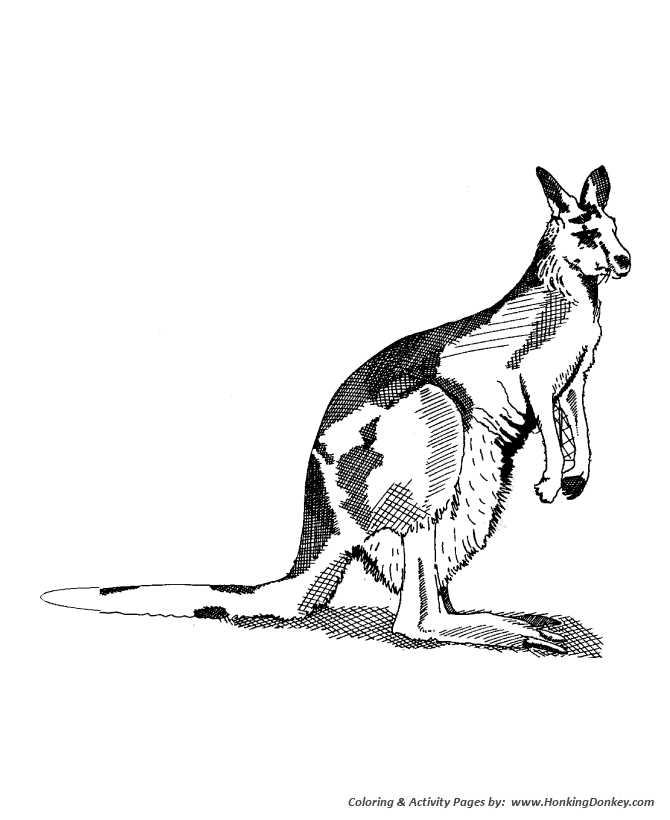 Wild animal coloring page | Kangaroo Coloring page