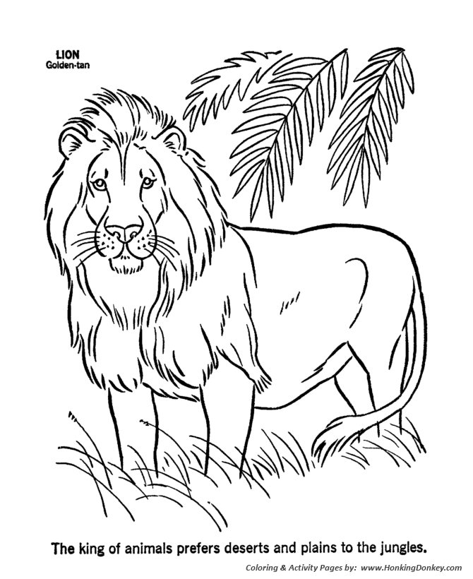 Male Lion coloring page | Lion Coloring page