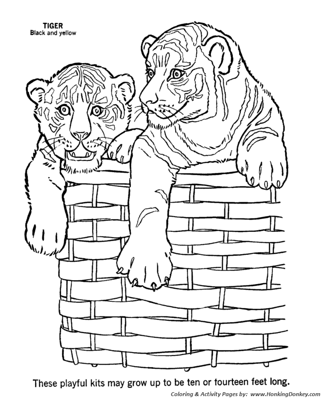 Playful Tiger kits coloring page | Tiger Coloring page