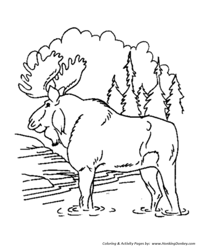 Bull Moose animal coloring page | Moose Coloring page