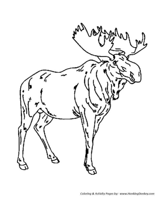 Male Moose coloring page | Moose Coloring page