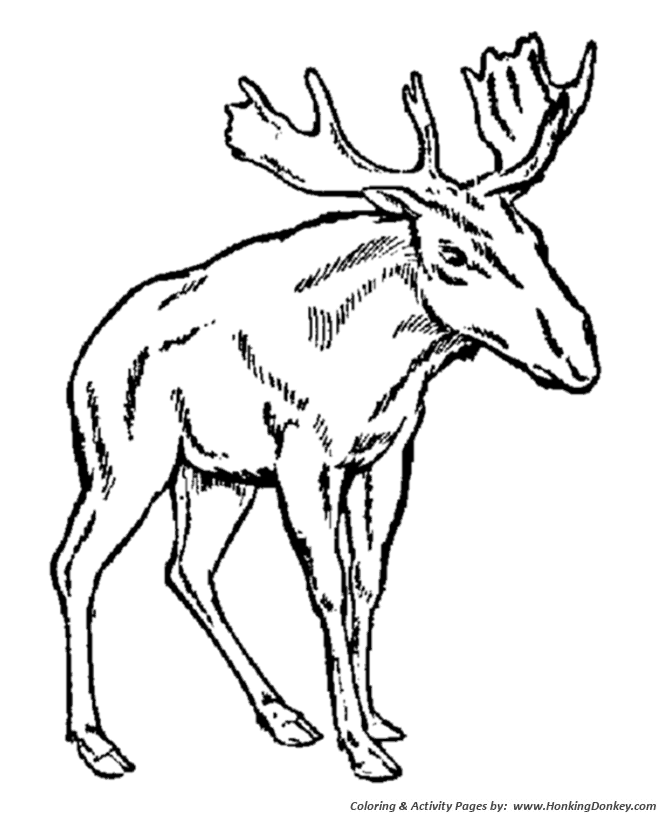 Wild animal coloring page | Young male moose Coloring page