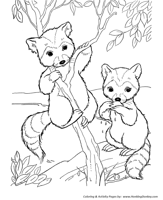 Wild animal coloring page | Bandit face raccoon Coloring page