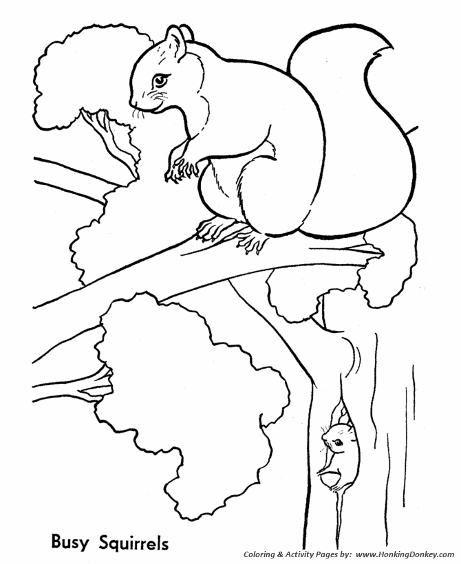 Tree squirrels coloring page | Squirrel Coloring page