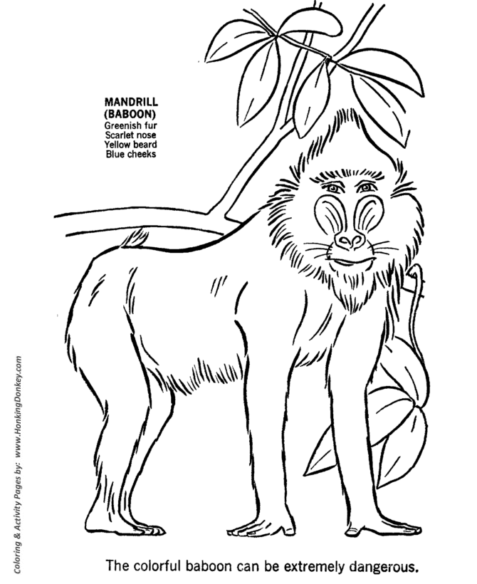 Wild Baboon coloring page | Baboon Coloring page