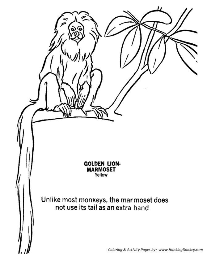 Marmoset coloring page | Marmoset Coloring page