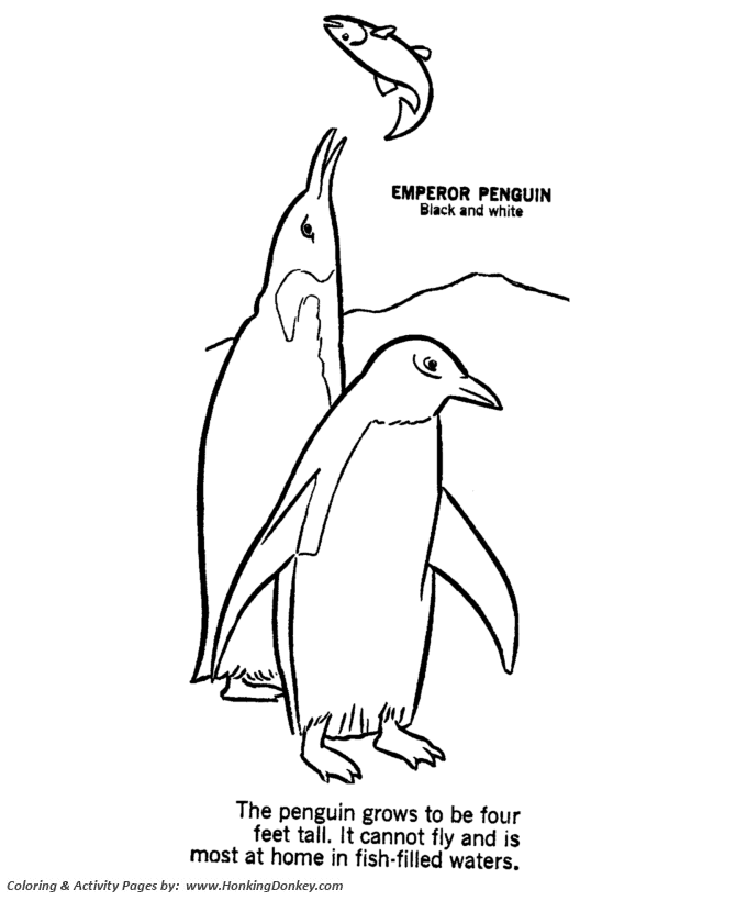 Penguin coloring page | Penguin catching fish Coloring page