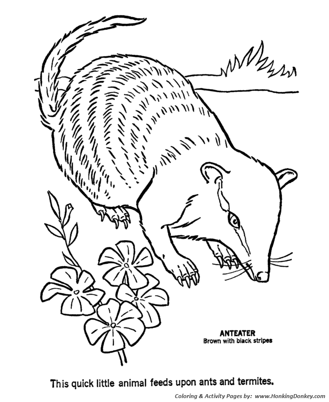 Aardvark Wild Animal coloring page | Ant Eater Coloring page