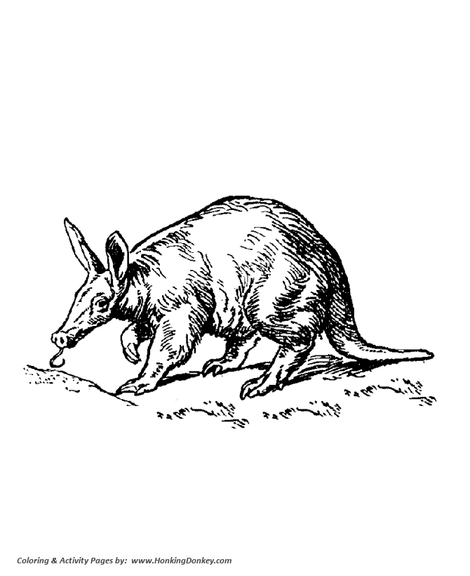 Aardvark Wild Animal coloring page | Ant Eater Coloring page