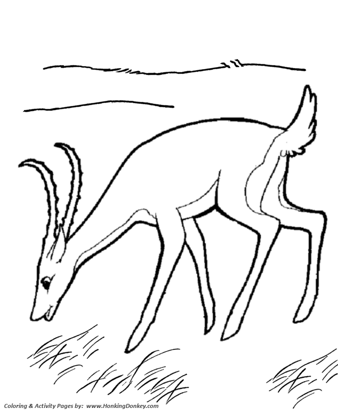 Wild animal coloring page | Gazelle Coloring page