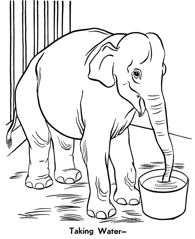 Zoo animal coloring page | Zoo Elephant