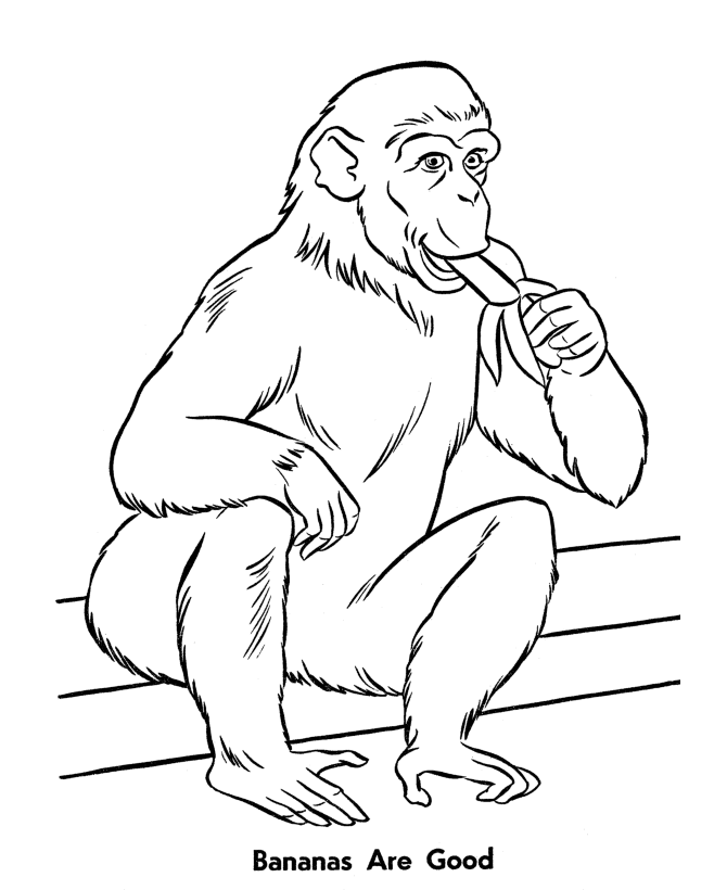 Zoo animal coloring page | Monkeys eating bananas