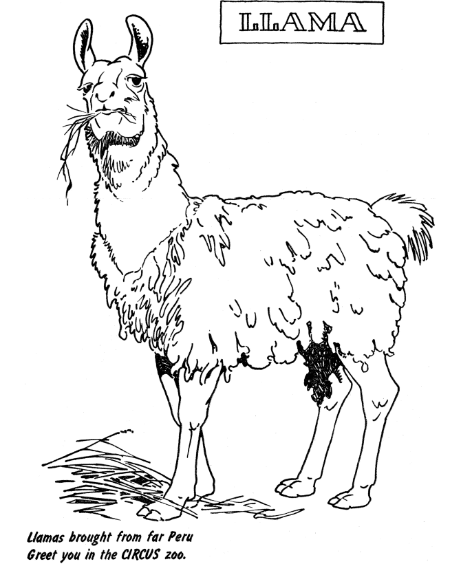 Zoo animal coloring page | Llama Exhibit