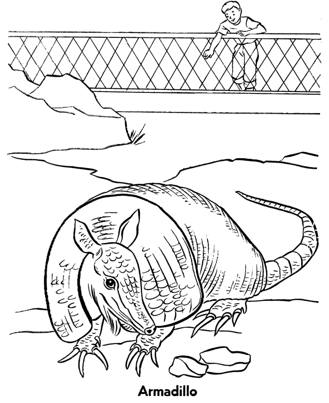 Zoo animal coloring page | Armadillo exhibit