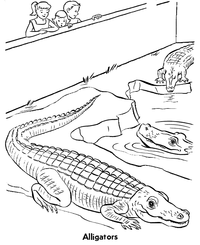 Zoo Reptile coloring page | Alligators Exhibit