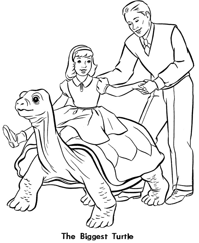 Zoo animal coloring page | Turtle Exhibit