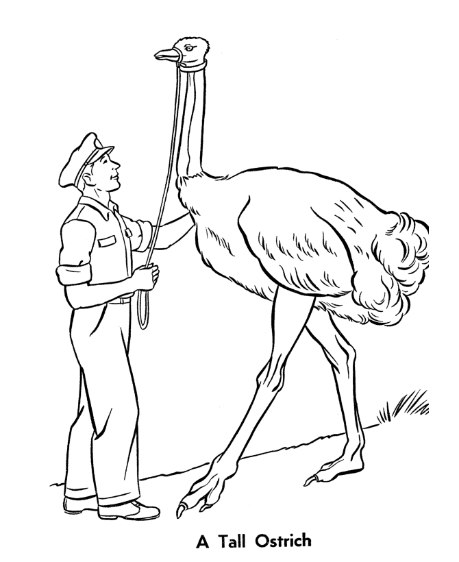 Zoo Birds coloring page | Ostrich Exhibit