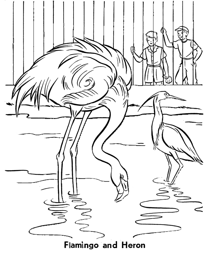 Zoo Birds coloring page | Flamingo and Heron