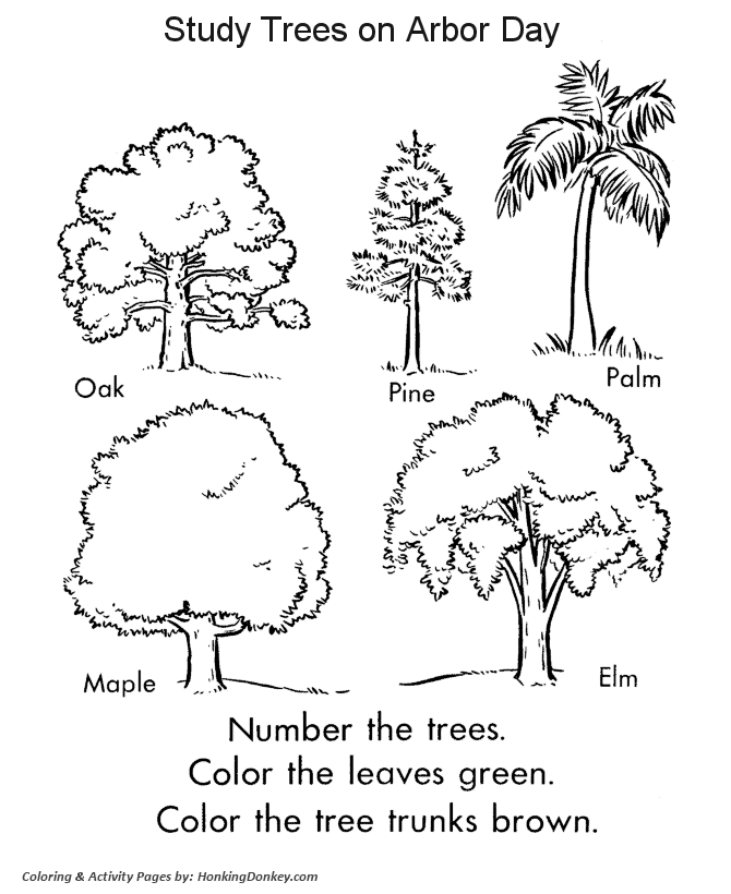 Arbor Day Coloring Pages Tree Identification Trunk
