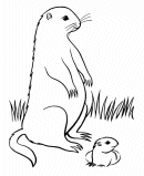 Groundhog Day Coloring Pages - Groundhog in hole