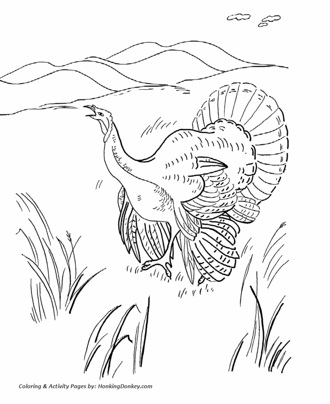 Thanksgiving Coloring Pages - Wild Turkey